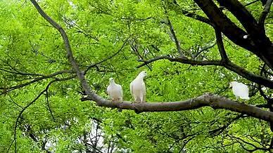公园里树上的鸽子视频的预览图